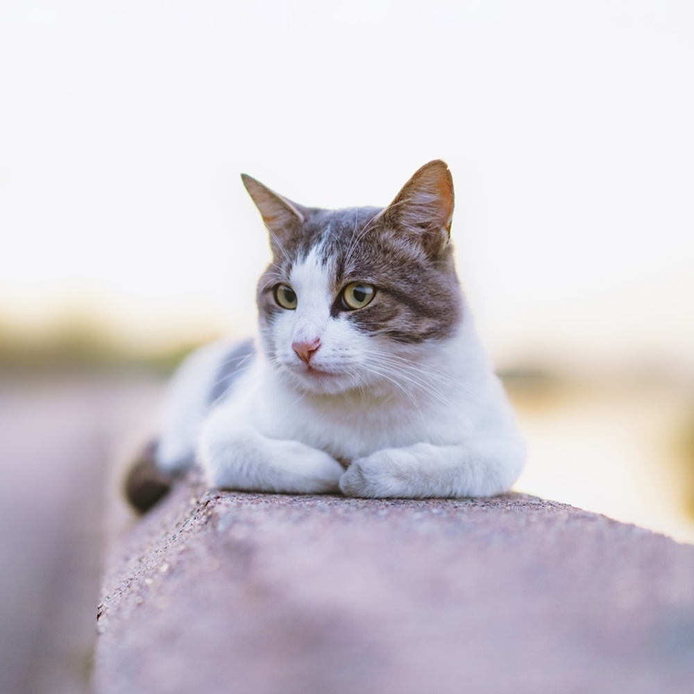 A cat lying on a ledge