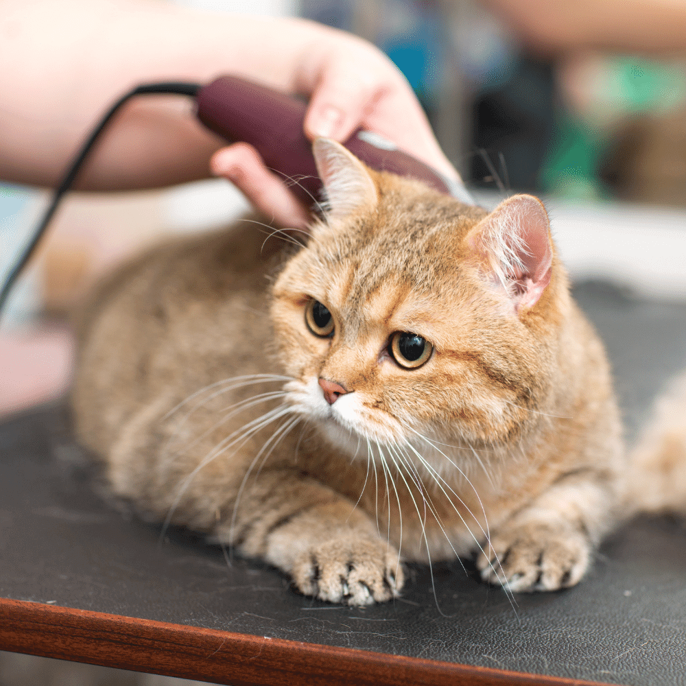 Beautiful cat grooming in clinic