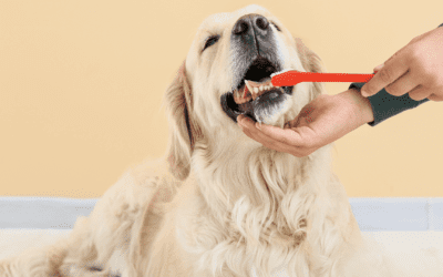 Brushing your dog’s teeth