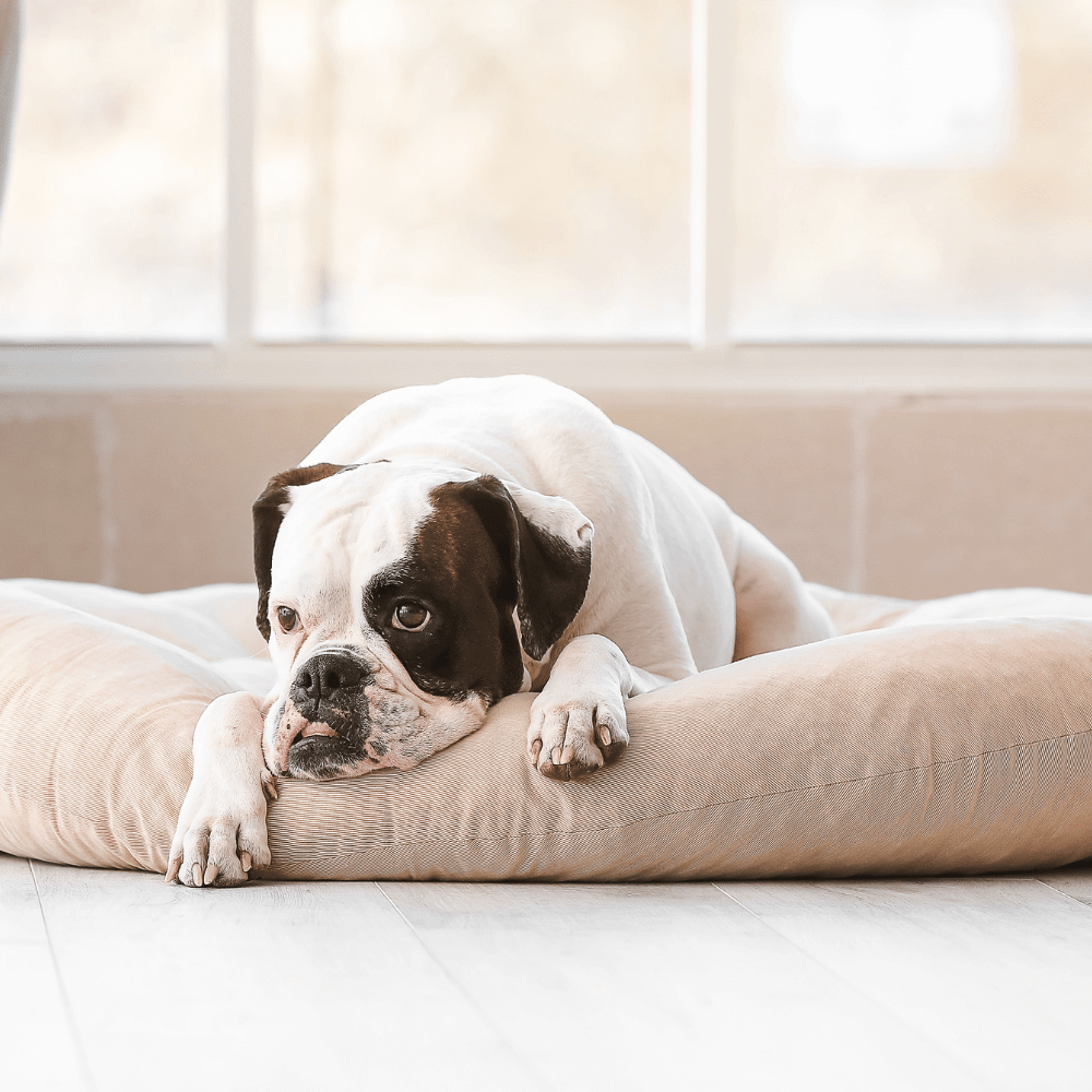 Cute dog lying on a bed