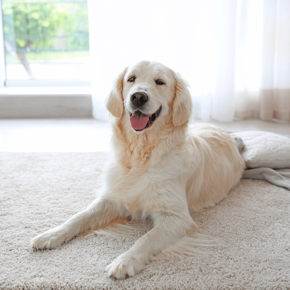 Dog Lying on carpet