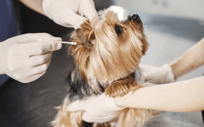 Administering ear drops to your dog