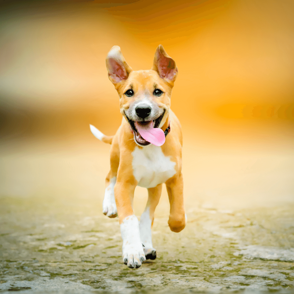 Happy dog running alone