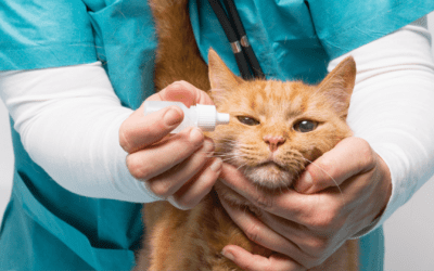Administering eye drops to your cat