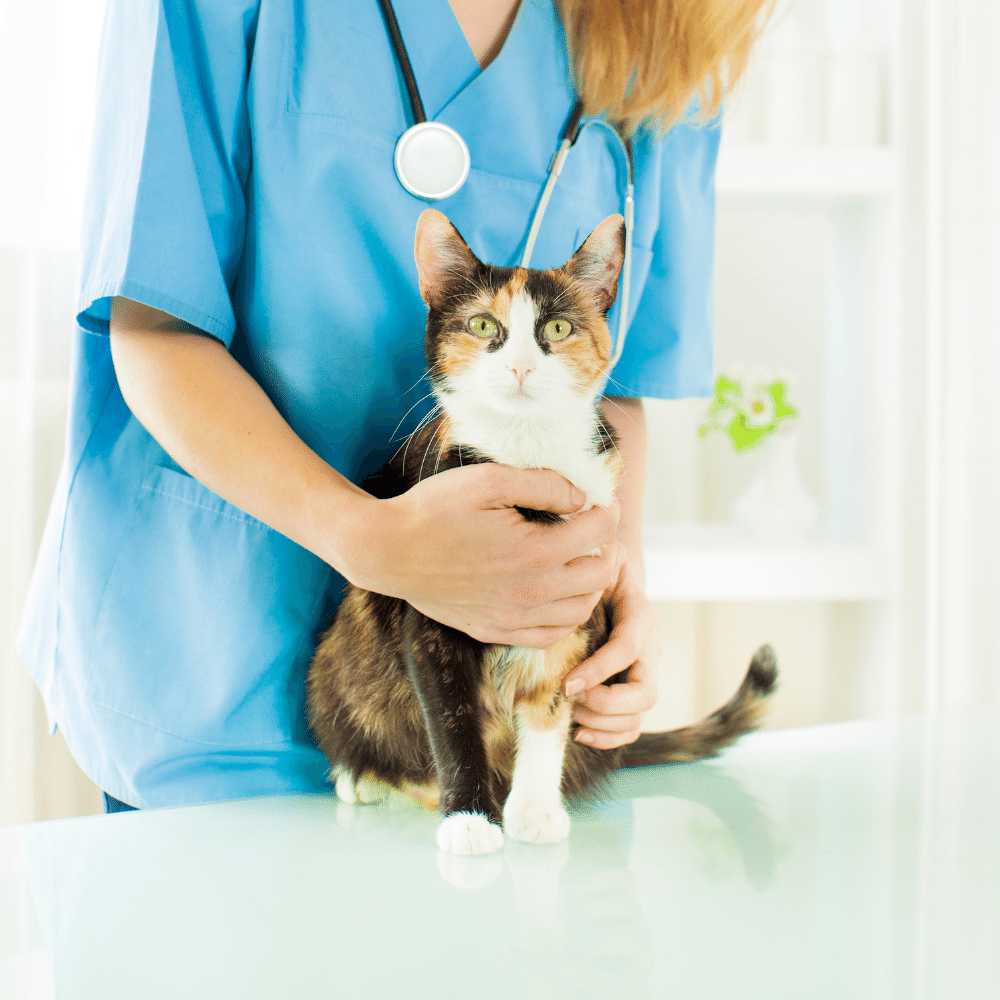 Female vet holding a cat
