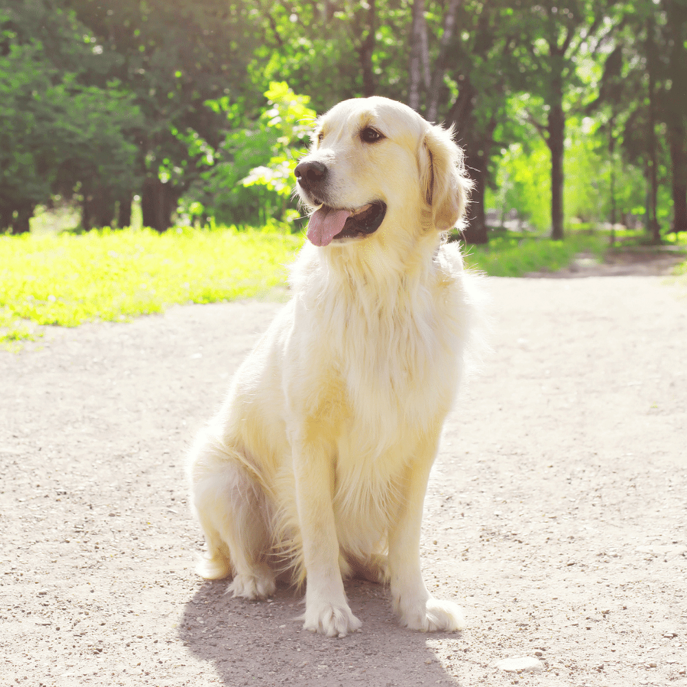 Golden Retriever dog sitting outdoor