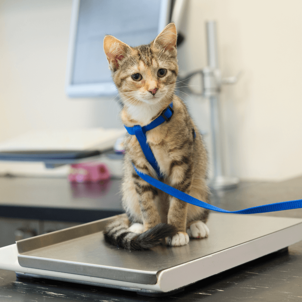 Little cat on weight sale