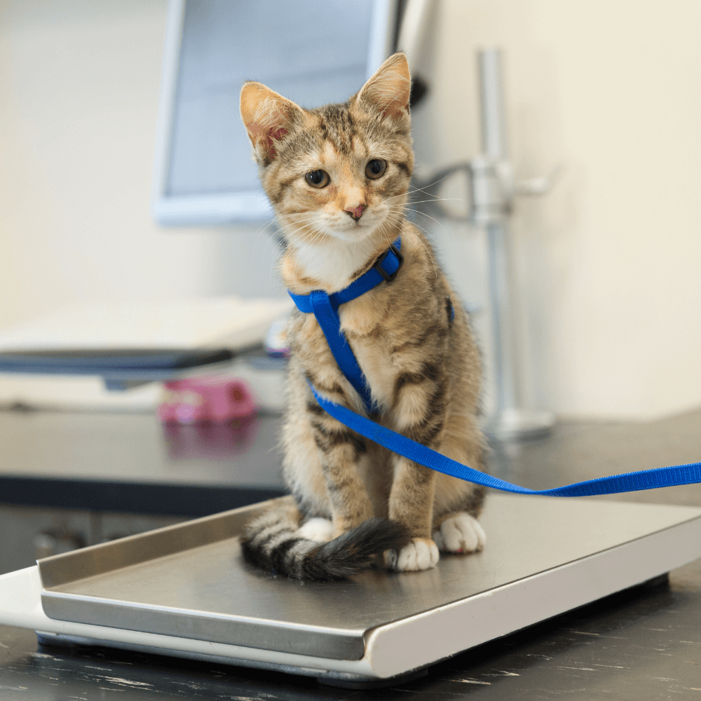 Little cat sitting on table Little cat on weight sale