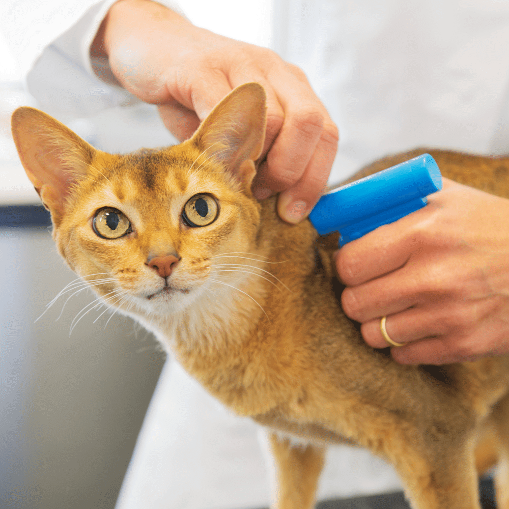 Microchip implant for cat by vet