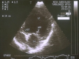 Pet ultrasonography image