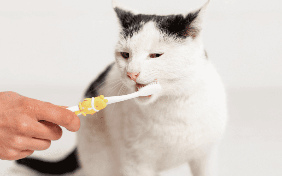 Vet brushing teeth of cat