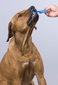 Vet cleaning dog teeth