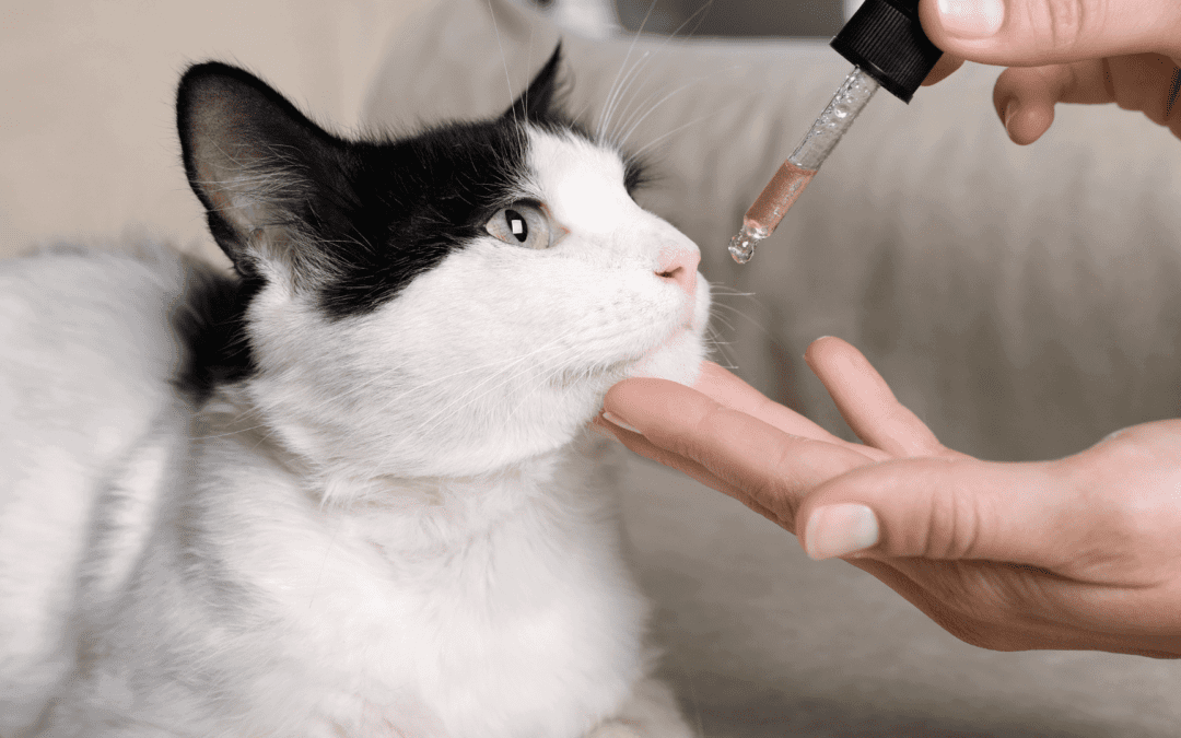 Vet giving liquid medication to cat