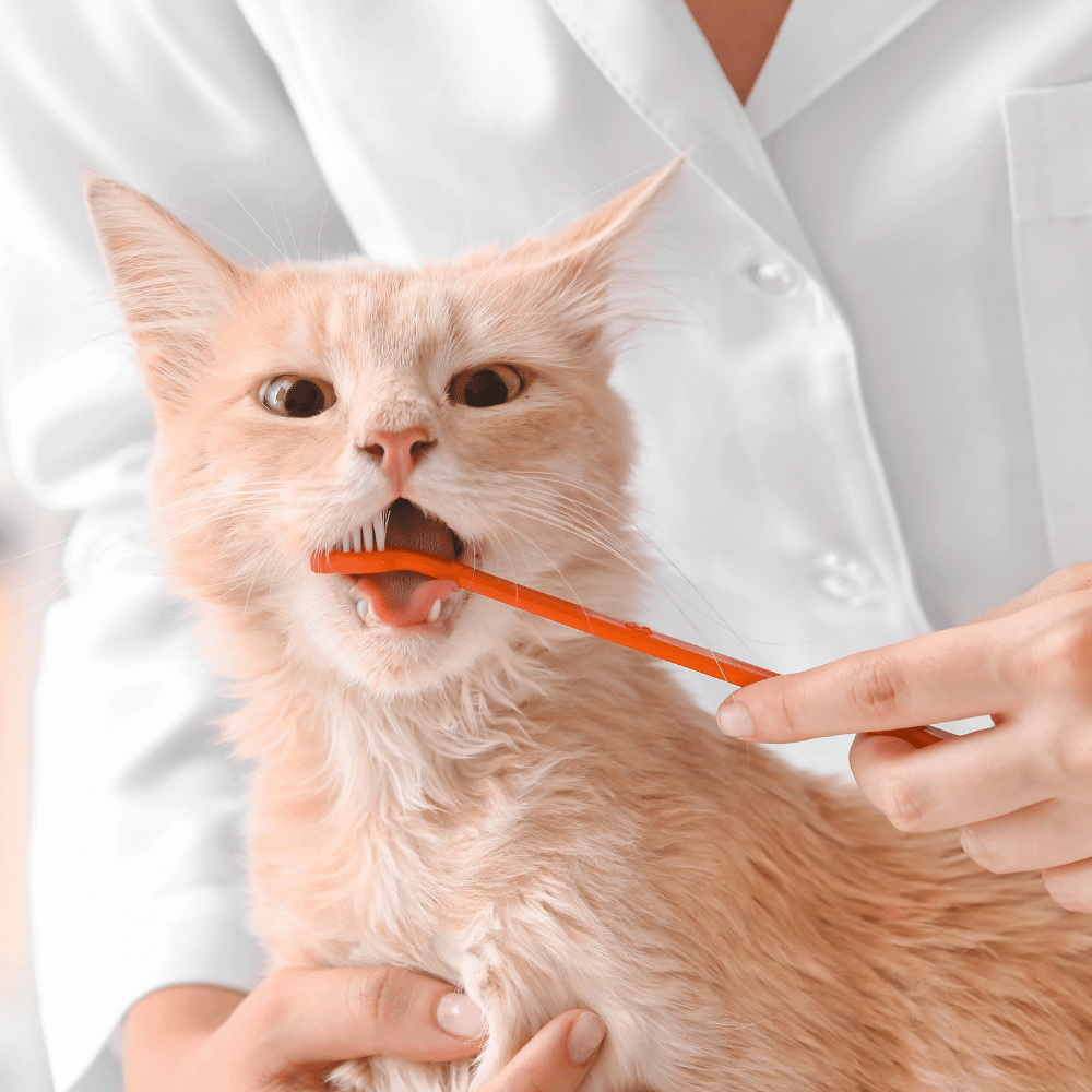 Veterinarian brushing cat's teeth