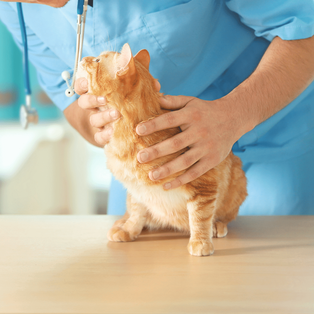 Veterinarian checking cat teeth