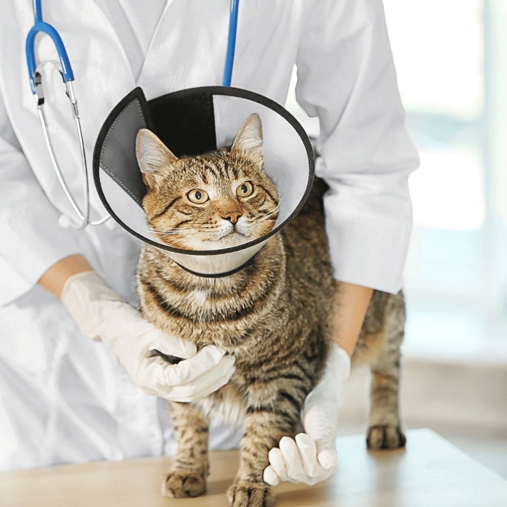 Veterinarian with cat in a cone