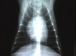 X-ray of a pet