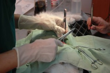 A veterinarian performing surgery